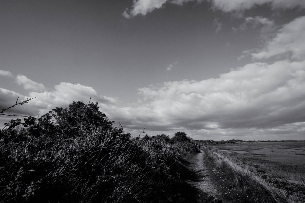 Rose Green Edit II-6