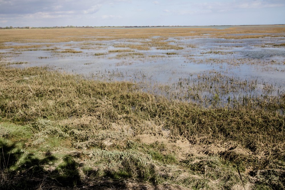 Rose Green Edit II-7