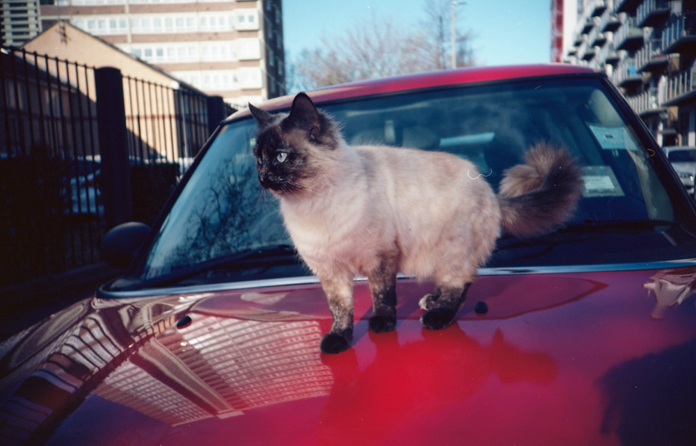 Ektar Kitty Scan